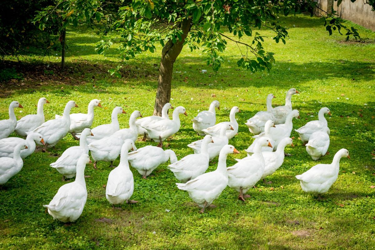 Weiße Gänse auf einer Wiese unter einem Baum